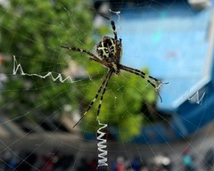 Argiope anasuja