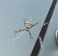 Argiope anasuja