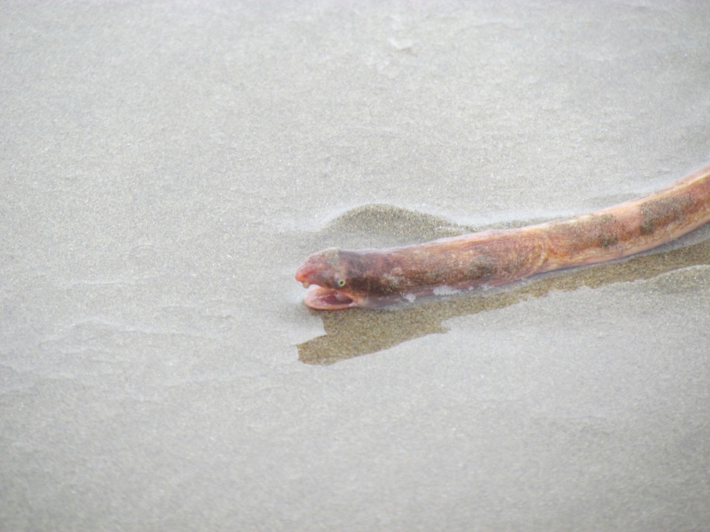 Cilinder-zandslangaal (Bascanichthys cylindricus) — Ophichthidae