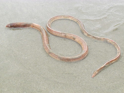 Round sand-eel (Bascanichthys cylindricus) — Ophichthidae