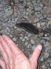 Phyllocaulis soleiformis