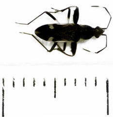 Horridipamera robusta