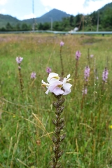 Pedicularis mexicana