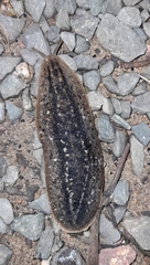 Phyllocaulis soleiformis