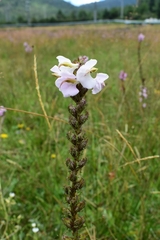 Pedicularis mexicana