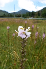 Pedicularis mexicana