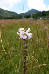 Pedicularis mexicana