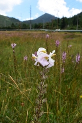 Pedicularis mexicana