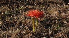 Scadoxus
