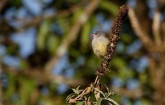 Coccopygia quartinia