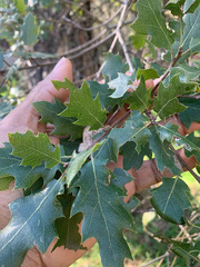 Quercus × ganderi