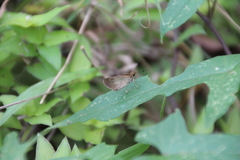 Vehilius stictomenes
