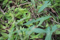 Vehilius stictomenes