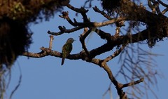 Chrysococcyx cupreus