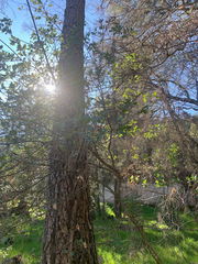 Quercus × ganderi