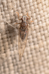 Trioza bakeri