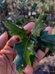 Quercus × ganderi