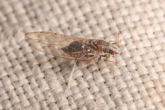 Trioza bakeri