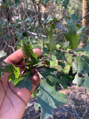 Quercus × ganderi