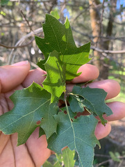 Quercus × ganderi