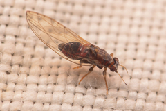 Trioza bakeri