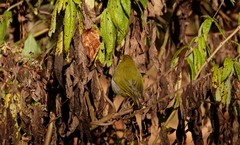 Zosterops abyssinicus