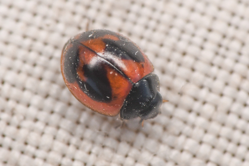 Batman Lady Beetle photo 4