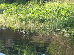 Lilaeopsis carolinensis