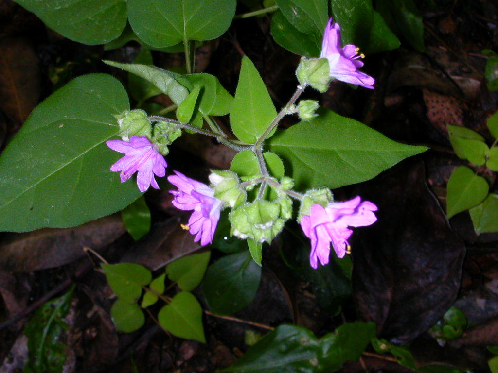 Mirabilis violacea