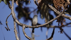 Melaenornis chocolatinus