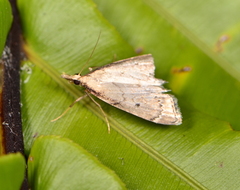 Clepsicosma iridia