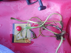 Lilaeopsis carolinensis