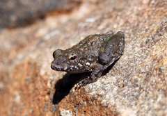 Litoria meiriana