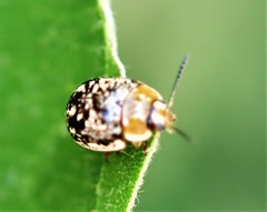 Paropsisterna tigrina