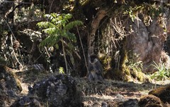 Chlorocebus djamdjamensis