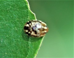 Paropsisterna tigrina