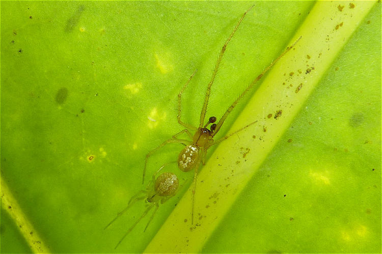 Cobweb weaver