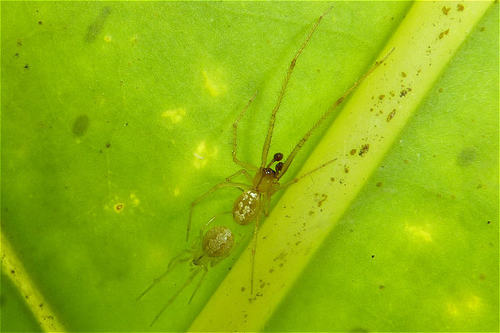 Cobweb weaver