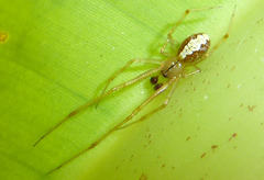 Theridion melanostictum