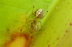 Theridion melanostictum