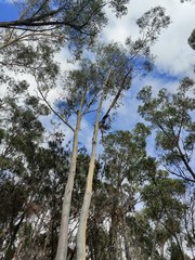 Eucalyptus rossii