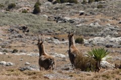 Oreotragus oreotragus saltatrixoides
