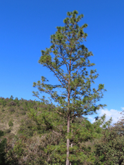 Pinus oocarpa image