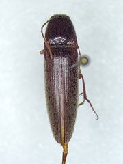 Melanotus difficilis