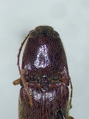 Melanotus difficilis
