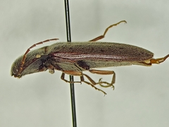 Melanotus difficilis