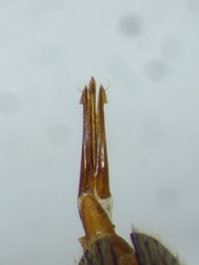 Melanotus difficilis