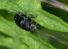 Pachybrachis stygicus