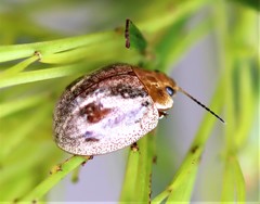 Paropsisterna semifumata