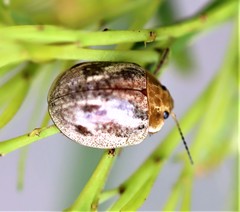 Paropsisterna semifumata